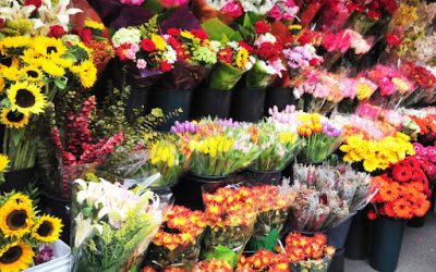 10 فروشگاه اینترنتی گل و گیاه برتر ایران در سال 1404